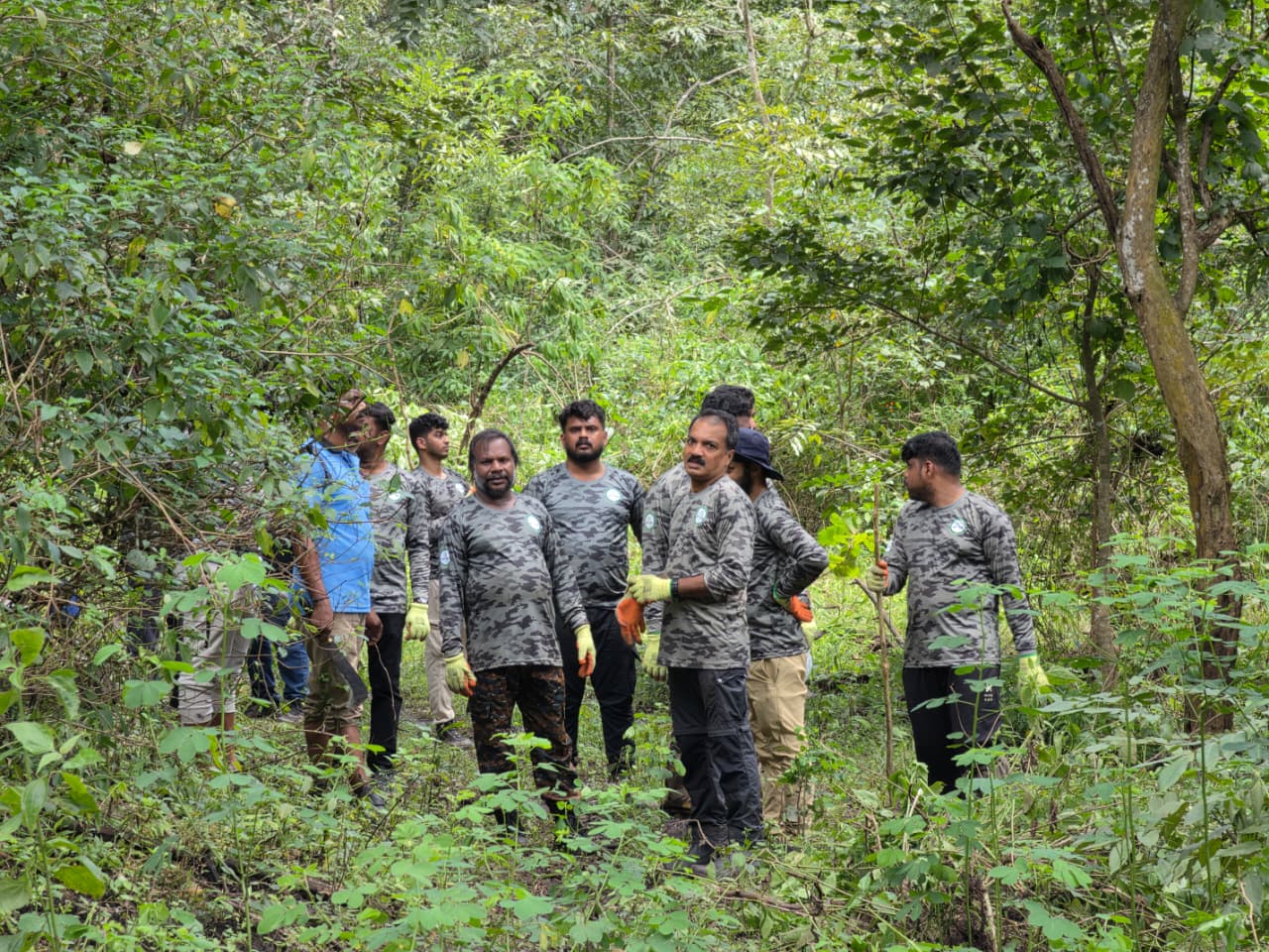 Forest restoration